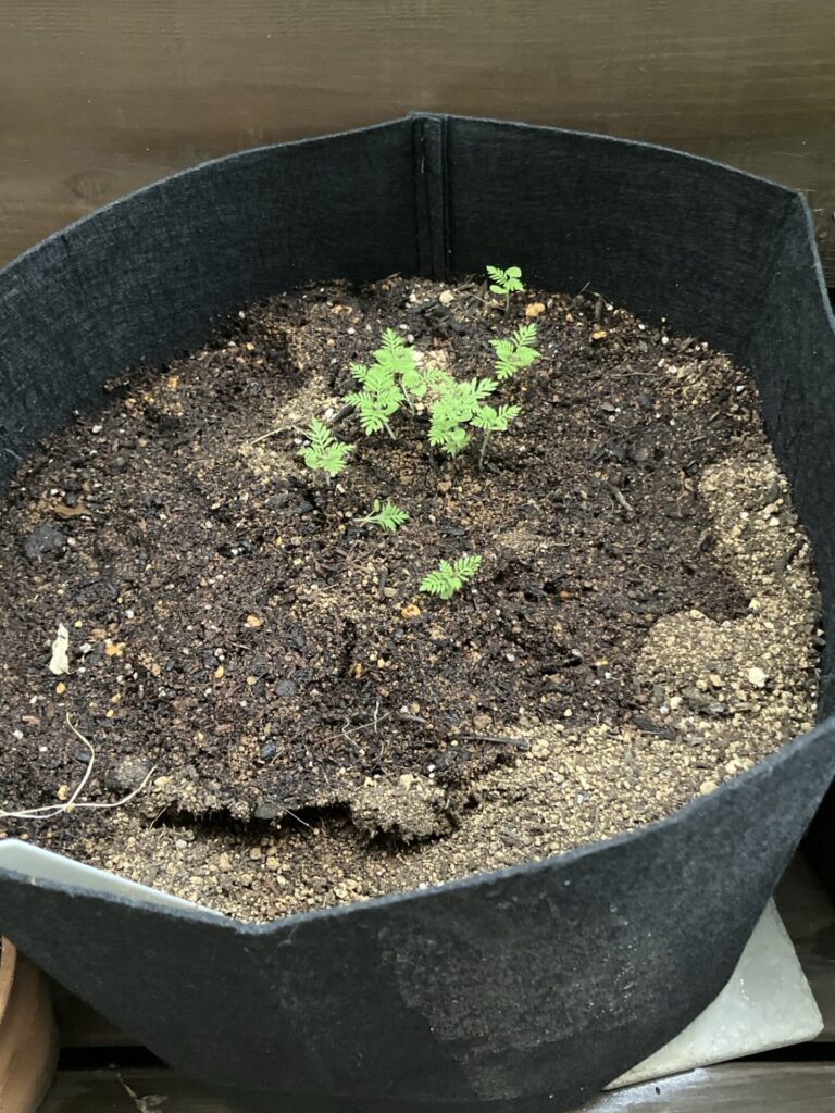不織布プランターに芽吹いたラベンダー