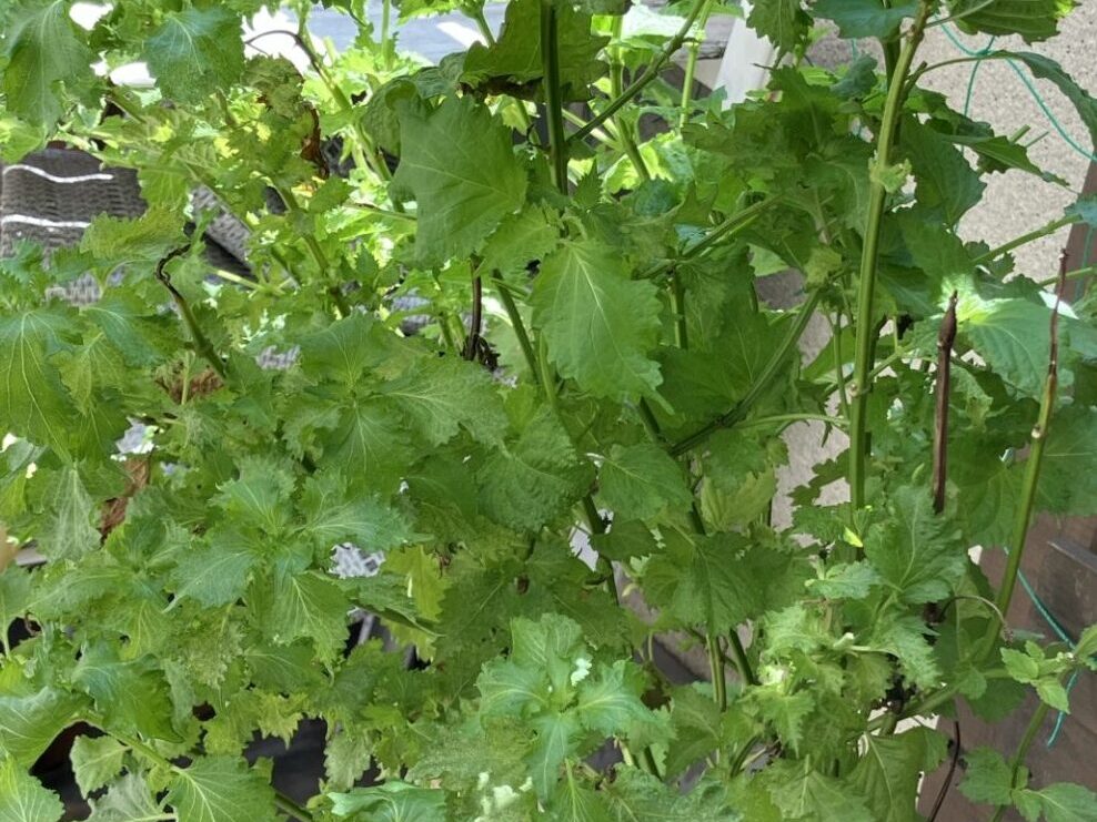 ベランダ菜園の大葉