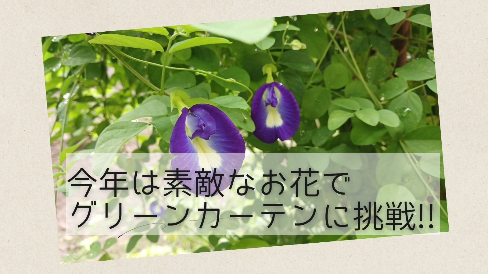 バタフライピー