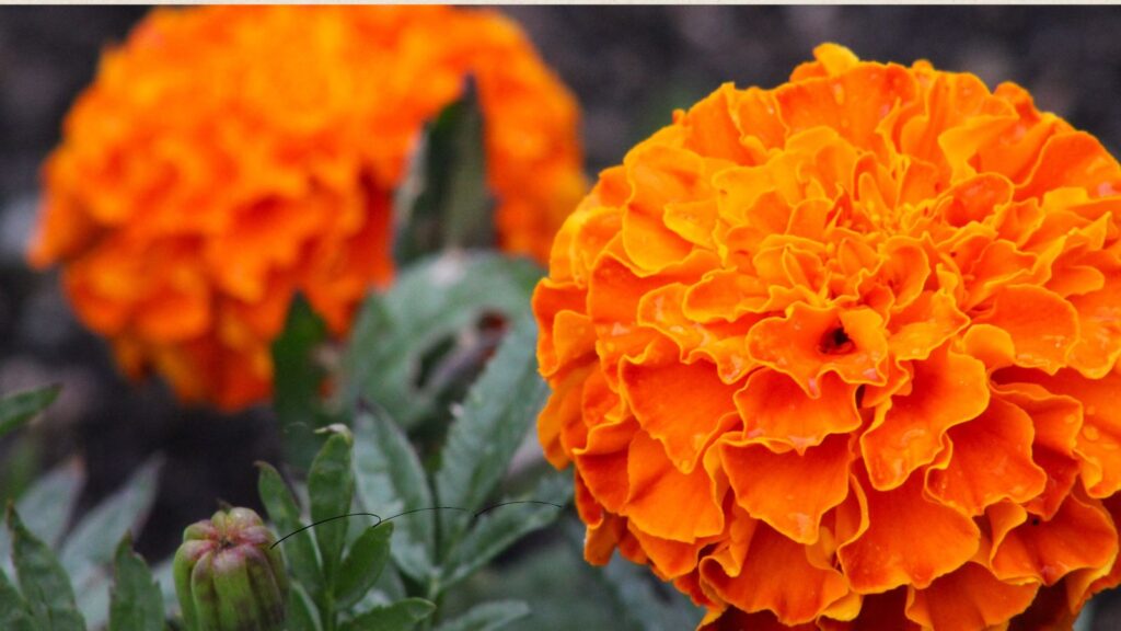 マリーゴールド