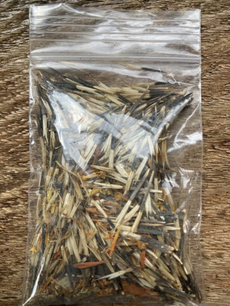 マリーゴールドの種